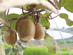 In the year ended November 2021, gold kiwifruit made up 47% of total fruit export value.