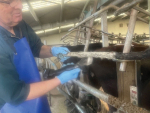 Lanati offers cord-free convenience for dairy farmers trimming dirty cow tails.