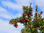 T&amp;G Global says over the past eight years, with the support of our local importers, distributors and customers, it has built a strong presence for the apple brand in Taiwan.
