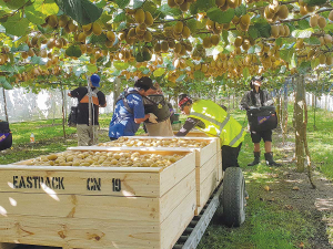 NZKGI are not expecting to beat last year&#039;s record for the number of trays picked.