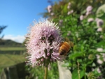 Farmers urged to plant bee-friendly