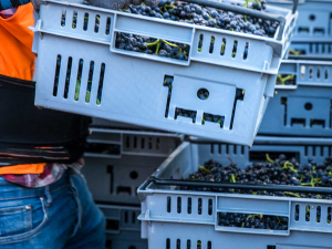 Nautilus harvest 2021. Photo Credit: Richard Briggs