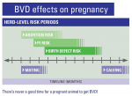 BVD control in beef herds