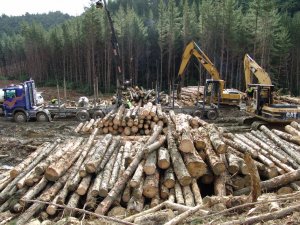 Wood industry transformation
