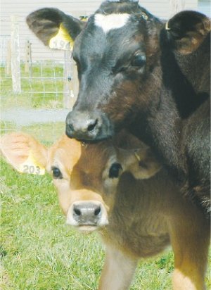 Keep a tight BCS spread at calving