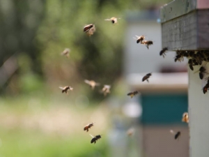 Hill country landowners are being prompted to act now to get their hands on high performance manuka seedlings.