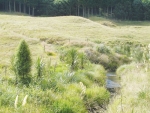 Good riparian areas help keep waterways free of contaminants.