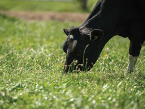 DairyNZ Resilient Pastures Trial Expands Across North Island