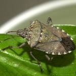 Brown marmorated stink bug