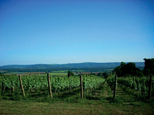 Sussex is one of the wine regions where Life-Adviclim is researching climate change.