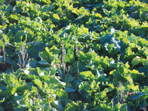 Response incident controller David Yard says there are hundreds of properties around New Zealand that have velvetleaf on them.