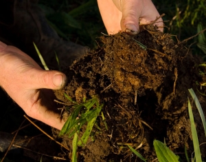 Soil more crucial than climate change