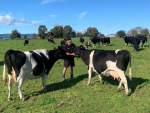 Parting with cows whose genetics date back 50 years won't be easy for Maurice Butler.
