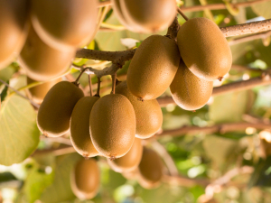The kiwifruit industry has 24,000 seasonal workers at the peak of the season. Photo Credit: NZKGI Facebook