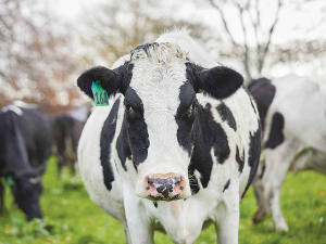 Allowing Mycoplasma bovis to spread could cause $1.3 billion in economic losses in the first ten years.