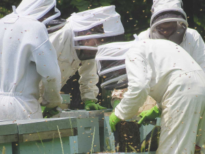 The Manuka Charitable Trust says it remains ‘fully committed’ to protecting the term Mānuka Honey.