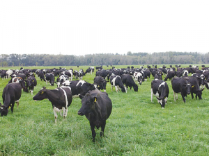 It is estimated that 30% of New Zealand grassland provides insufficient selenium for grazing livestock. 