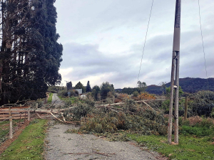 South Island farmers battle rare double-whammy of destructive winds and unseasonal snow