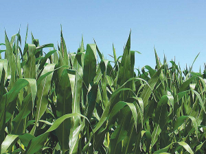 Sustainability of maize silage