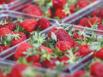 Strawberry growing in New Zealand operates under two different systems: indoor and outdoor.