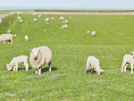 Livestock can be seriously affected if bad weather coincides with times when they are already under stress – such as in the last few weeks of pregnancy.