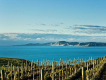 Yealands