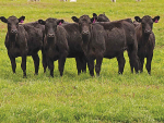 Strong industry participation and controls remain critical to controlling and ultimately eradicating TB, says B+LNZ.