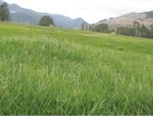 Pasture persists despite drought, pests
