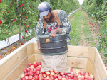 Apples and Pears NZ chief executive Terry Meikle says the problems faced by the industry in the past year are very significant, with the labour issue front and centre.