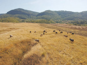 Heat stress in cows occurs when they are producing more heat than they are able to get rid of through sweating, respiration, or air regulation.