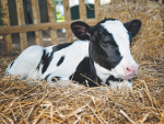 Coccidiosis can attack calves from four weeks old, causing scours and can result in death.
