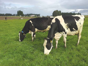 The initial pilot project is set to recycle 10,000 cow collars that have reached the end of their battery life this year.