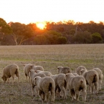 Aussie farm outlook brightens