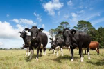 Dairy sector profit still on the table, but margin gap tightens