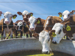 Leptospirosis is widespread on New Zealand livestock farms.