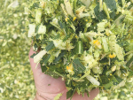 Farmers feeding wetter silage in the South Island are seeing the results in the milk vat.