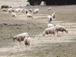 The total number of sheep in New Zealand decreased 2.3% over the past year.