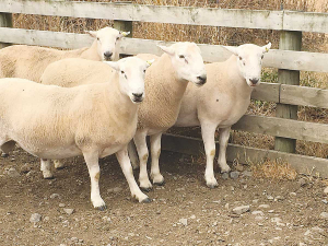 A Massey University study is looking at the production consequences of crossbreeding with Wiltshire sheep to a fully shedding flock.