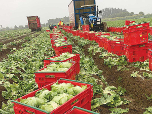 Growers are warning consumers to brace for significant price increases for vegetables.