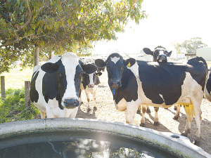 A company claims electromagnetic radiation energises water and helps reduce impurities, foster pasture growth and improve stock health, among other benefits.