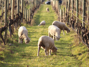 Research is being conducted on the effects, benefits and implications of integrating sheep in vineyards.