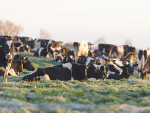 Mastitis prevention is transforming farming