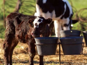 Three Top Tips For Calf Nutrition