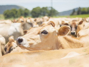 Jersey Advantage claim Jerseys are outperforming other breeds at one large farming business in Waikato.