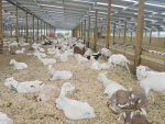 Goats need shelter to keep them comfortable in cold, windy and wet weather.
