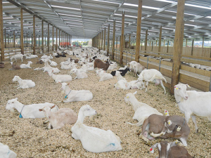 Goats need shelter to keep them comfortable in cold, windy and wet weather.