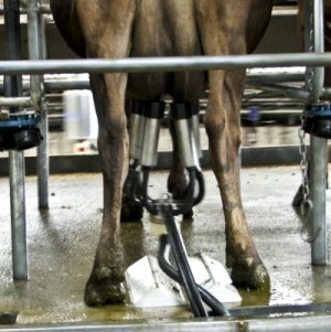 Conviction quashing not a precedent