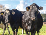 Regularly track feed and nutrition to avoid excessive BCS loss.