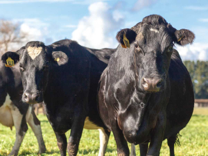 Regularly track feed and nutrition to avoid excessive BCS loss.