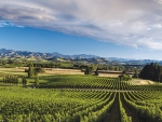 Mt Beautiful’s vineyard in North Canterbury.